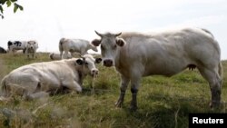 FILE - Cows graze in a field in Vlezenbeek near Brussels, Belgium, Aug. 7, 2015. Veterinary authorities in Western countries routinely cull cattle infected with bovine tuberculosis whereas similar protocols are less prevalent in developing countries.