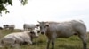 Kuba Longgarkan Larangan Penjualan Daging Sapi dan Produk Susu