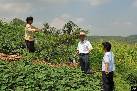 Trees are North Korea Latest Weapons Against Hunger, Floods