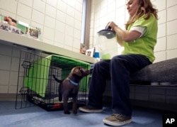 Inmate Caitlin Hyland gives a treat to a chocolate lab puppy that lives in her cell at Merrimack County Jail in Boscawen, N.H., Jan. 8, 2019.