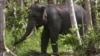 Pembunuhan Gajah Langka Meningkat di Indonesia