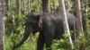 Bangkai Gajah Sumatra Tanpa Gading Ditemukan di Aceh