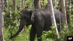 Gajah Sumatera di Perawang, Riau.