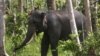 2 Gajah Sumatra Mati Diburu
