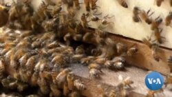 Honey Prices Soar as Bees Die