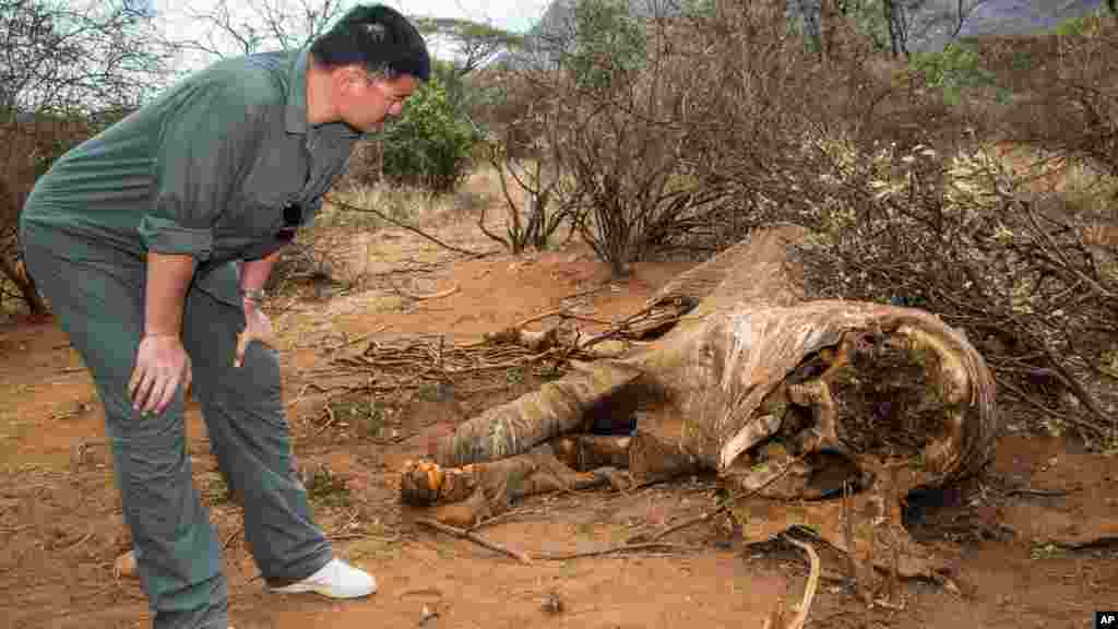 CHINA &nbsp;Retired Houston Rockets basketball star Yao Ming toured devastated areas of Kenya&#39;s wildlife parks to tell millions of China&#39;s television viewers to stop buying ivory. He examined the carcass of an elephant in Samburu in August, &nbsp;2012.&nbsp;