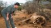 Perburuan Liar Akibatkan Populasi Gajah Afrika Turun
