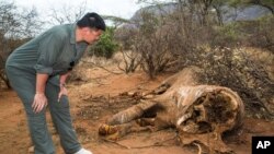 Yao Ming, bintang bola basket China, mengamati bangkai gajah yang mati karena perburuan liar di Samburu, Kenya, Afrika, 16/8/2012. 