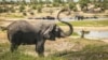 Male Elephants Are Not Loners After All