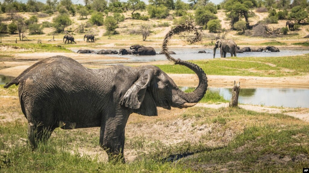 In this 2016 photo provided by researcher Connie Allen, male African elephants congregate along hotspots of social activity on the Boteti River in Botswana. (Connie Allen via AP)