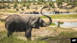 In this 2016 photo provided by researcher Connie Allen, male African elephants congregate along hotspots of social activity on the Boteti River in Botswana. (Connie Allen via AP)