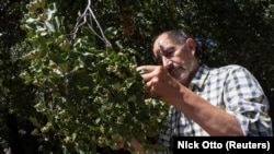 Ricardo San Martin, a Chilean expert on the Quillay soapbark tree.