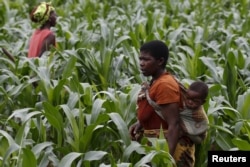 A Malawian subsistence farmer surveys communal maize fields in Dowa near the capital Lilongwe, Feb. 3, 2016.