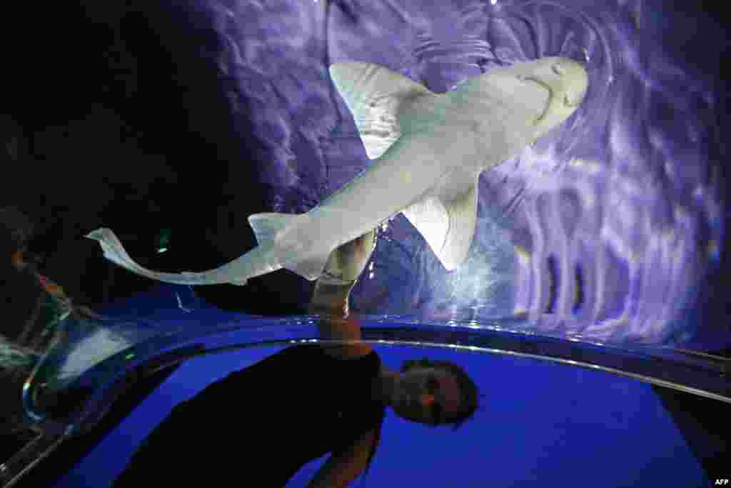 People touch a shark in the exhibition "Requins" (Sharks) in the Oceanography museum in Monaco. The exhibition opens on June 8 on the eve of World Oceans Day.