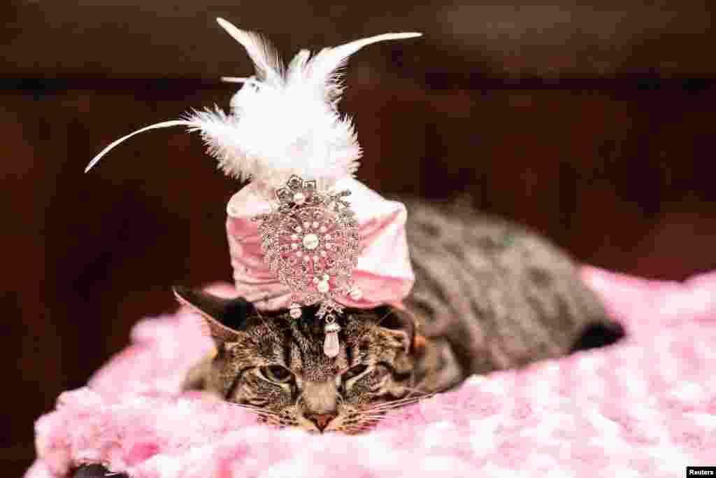Sakie wears a turban at backstage before the Algonquin Hotel&rsquo;s Annual Cat Fashion Show in the Manhattan borough of New York City, New York, U.S., Aug. 1, 2019.