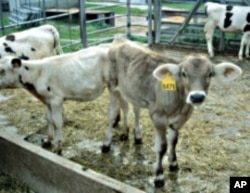 Ranchers bring their cattle and other livestock to auction houses for sale to the highest bidder.