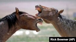 Wild horses occupy a watering hole outside Salt Lake City, Utah.