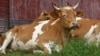 College Plan to Kill Oxen Draws Global Protest 