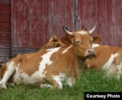 Lou and Bill, GMC's resident oxen team, made their debut on the farm in 2002. (Courtesy Green Mountain College)