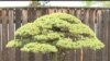 400-Year-Old Bonsai Survived Hiroshima Bombing