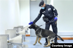 警犬在阿联酋迪拜机场接受从汗液样本中鉴别新冠病毒的训练。(照片由阿联酋通讯社提供)