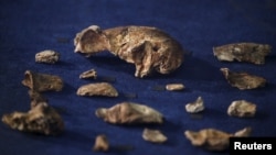 ກະດູກຫລາຍກວ່າ 1,500 ຊິ້ນ ຈາກ 15 ສ່ວນບຸກຄົນ ທີ່ຮ້ອງວ່າ Homo naledi ໄດ້ຖືກພົບເຫັນ ຢູ່ໃນຖໍ້າ ອາຟຣິກາໃຕ້. 