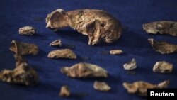 FILE - More than 1,500 bones from 15 individuals from a new human species called Homo naledi were found in a South Africa cave.