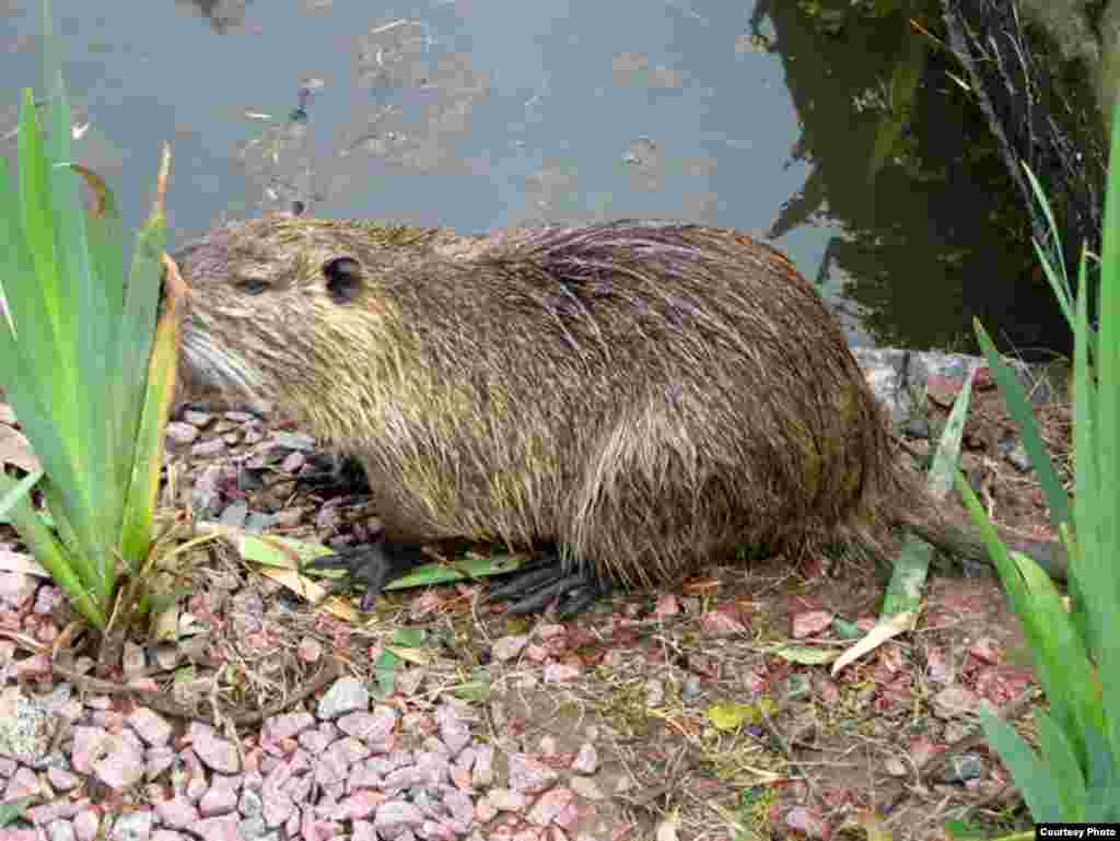 Nutria reportedly tastes somewhat like rabbit when cooked. (Justin Secrist, WDFW)