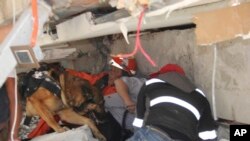 Des secouristes et des chiens formés participent à la recherche des enfants emprisonnés à l'intérieur de l'école Enrique Rebsamen qui s'est effondrée à Mexico, le 19 septembre 2017.