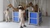 Camels May Be Source Of Deadly Coronavirus