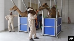 Seorang pegawai memberi makan unta di peternakan susu Camelicious di Dubai, Uni Emirat Arab.