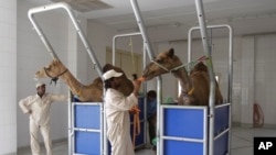 A camel milk farm. Scientists have found a clue that suggests camels may be involved in infecting people in the Middle East with the MERS virus, July 3, 2013