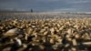 'Red Tide' Outbreak Expands in Chile, Paralyzes Fishing Industry