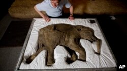 Le Professeur Adrian Lister regardant Lyuba, un bébé mammouth laineux considéré comme le specimen le plus complet de l'espèce jamais trouvé, au Musée d'histoire naturelle de Londres, le 19 mai 2014