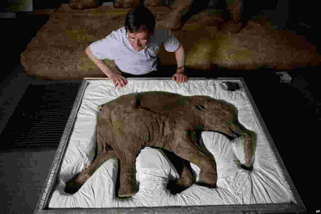 Professor Adrian Lister looks at Lyuba, a baby woolly mammoth considered to be the most complete example of the species ever found, at the Natural History Museum in London, May 19, 2014.&nbsp; Lyuba - &quot;love&quot; in Russian - was discovered frozen in clay and mud in Siberia in 2007 and is estimated to have died around 42,000 years ago.