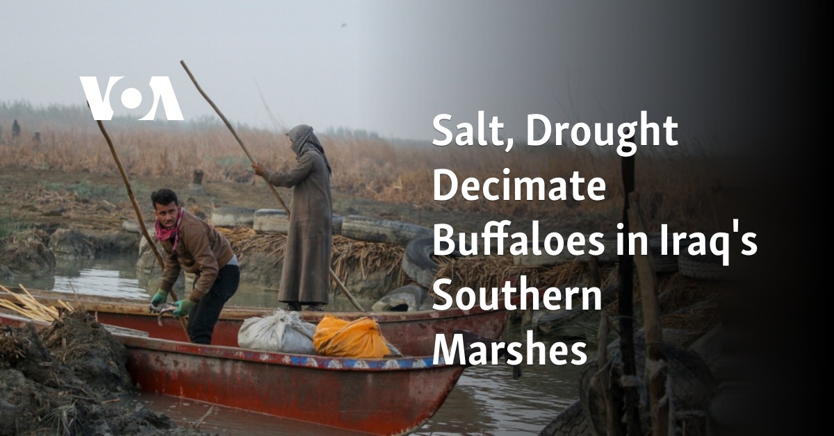 Salt, Drought Decimate Buffaloes in Iraq's Southern Marshes - Voice of America - VOA News