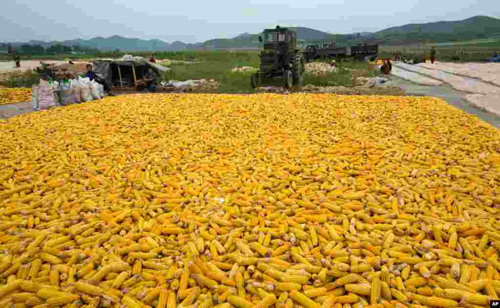 Ears of field corn lay in piles along a roadside during the autumn corn harvest on a farm in Kaesong, North Korea.
