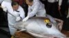 Negara-negara Pasifik Khawatir dengan Eksploitasi Tuna