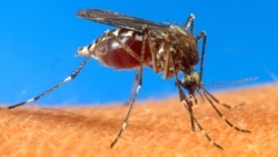 암컷 모기만 없애는 새 말라리아 퇴치법