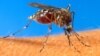 Virus chikungunya se propaga en EE.UU.