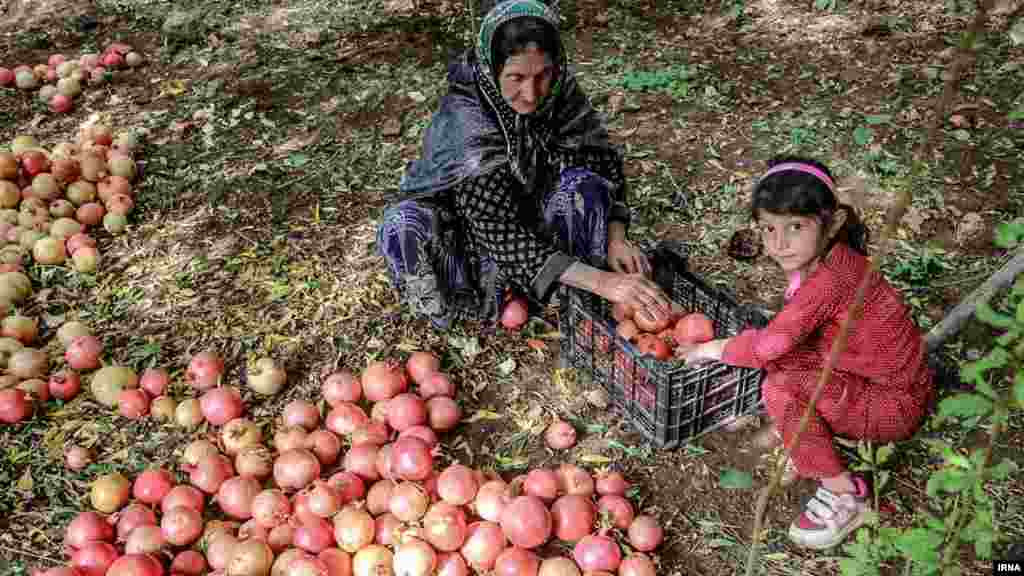 برداشت انار از روستاهای اورامانات استان کردستان ایران. عکس: مصلح پیر خضرانیان