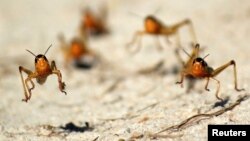 Plaga de langostas en la región de Menabe, en Madagascar. Las plagas y los insectos se acercan hacia los polos a medida que el mundo se calienta.