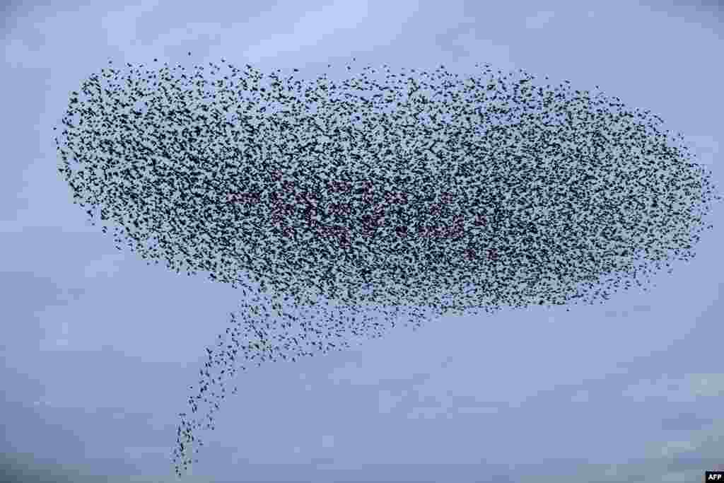 This photo taken on December 21, 2017 shows a murmuration of starlings in the sky over agricultural fields near the Israeli city of Beit Shean in the Jordan Valley.