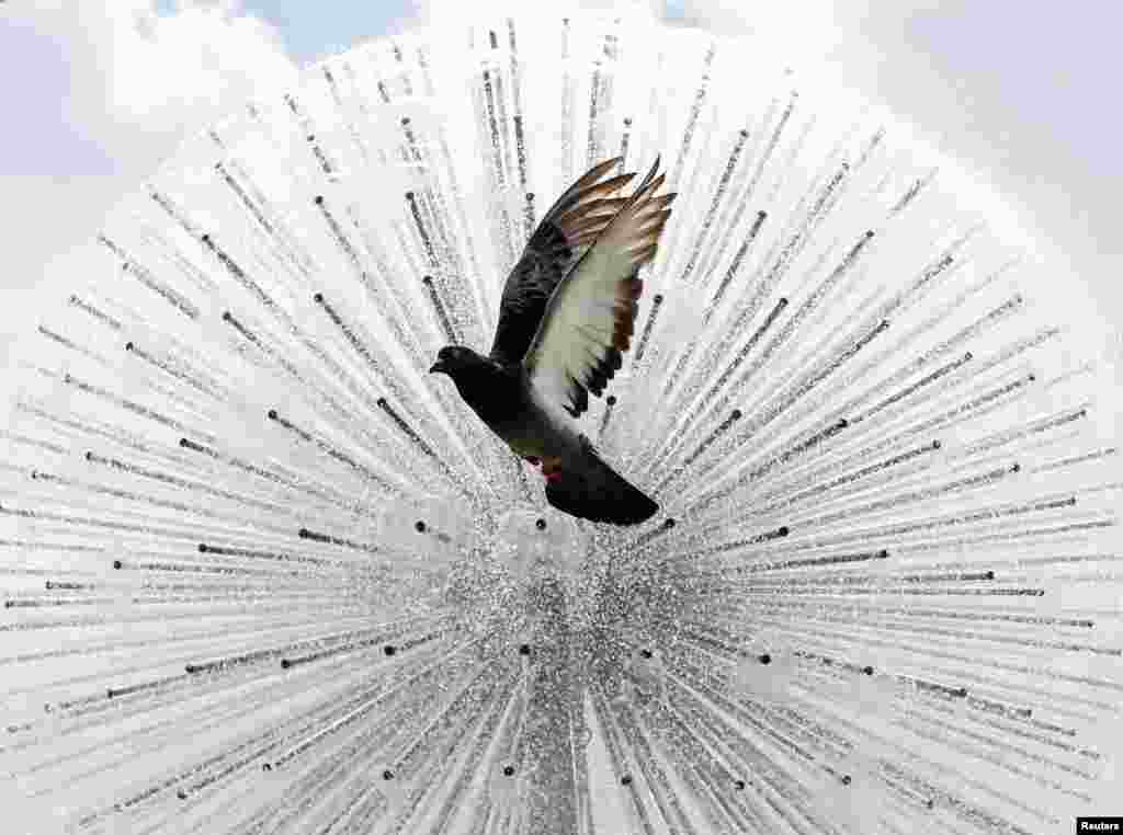 A pigeon flies in front a a fountain during a sunny day in central Kyiv, Ukraine.