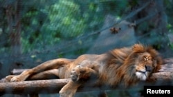 Foto ilustrasi yang menunjukkan seekor singa tertidur di sebuah kebun binatang. (Foto: Reuters/Carlos Jasso)