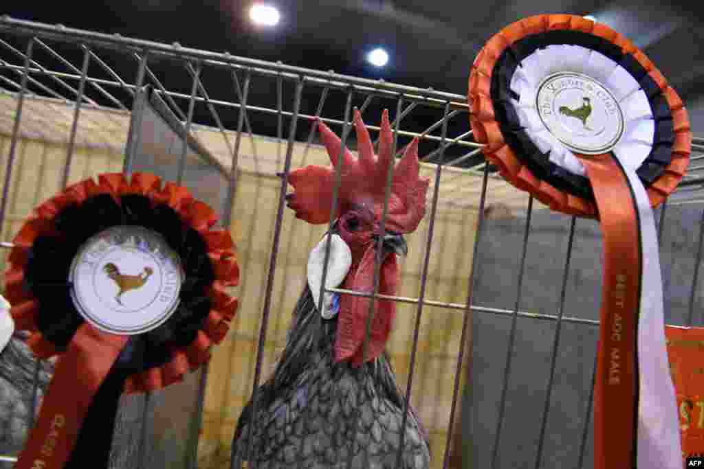 A Bantam Minorca looks out from its cage at the National Poultry Show, hosted by &#39;The Poultry Club of Great Britain&#39; and held at The International Centre in Telford, Shropshire.