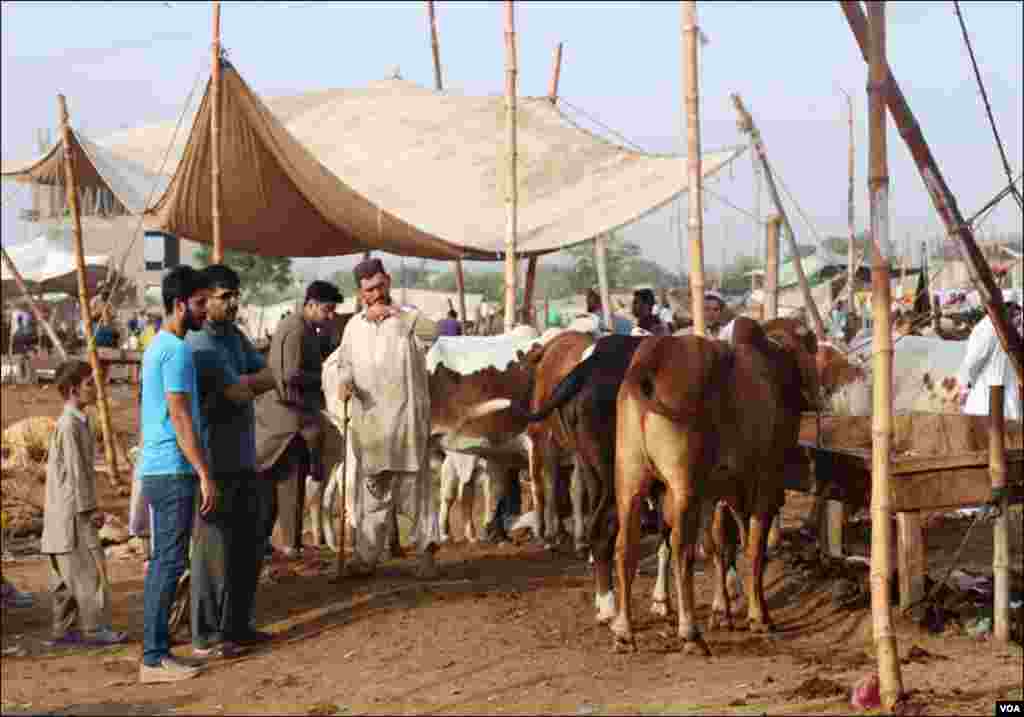 کراچی: آخری روز بھی شہریوں کی بڑی تعداد مویشی منڈی میں جانوروں کے بھاو تاو کرتی نظرآئی