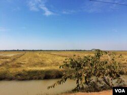 A rice field near a new military camp in rural Tram Sasar commune, Siem Reap province, where 1,430 new voters registered in September, many of them soldiers who later returned to their home bases in neighboring Oddar Meanchey province. (Julia Wallace/VOA Khmer)