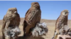 نگرانی‌ها از افزایش شکار پرندگان کمیاب در بامیان