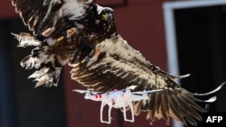 Aigle de la police néerlandaise entrainé à attraper un drone, le 12 septembre 2016.